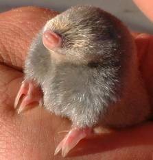 Van Zyl&rsquo;s Golden mole