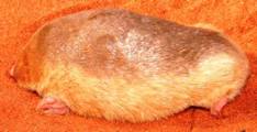 Grant&rsquo;s Golden mole