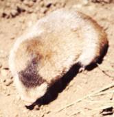 Sclater&rsquo;s Golden mole