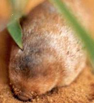 Juliana&rsquo;s Golden mole